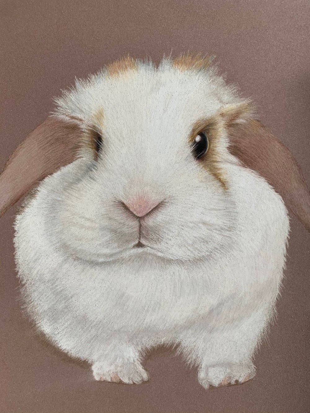 Rabbit bunny portrait, pet portrait rescue rabbit pencil art