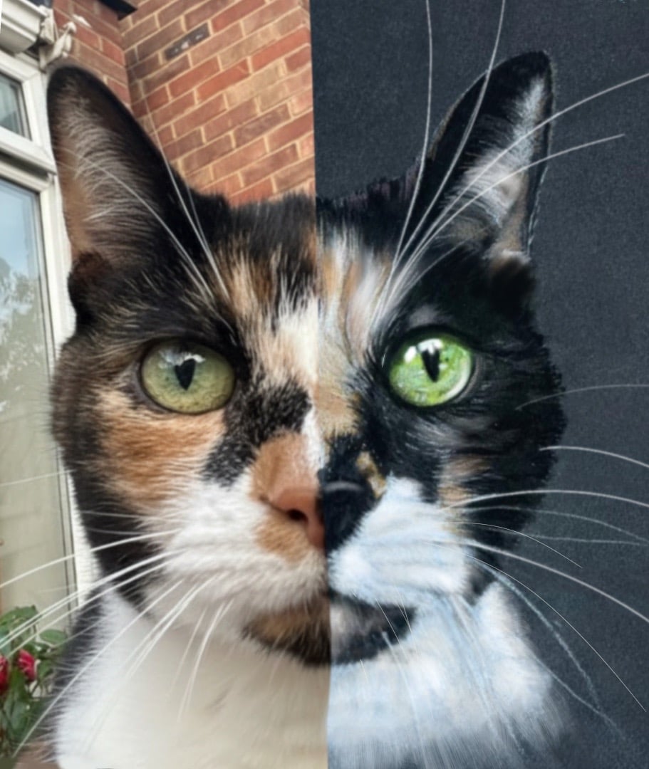portrait photo, pet portrait, memorial, cat tortoiseshell kitten