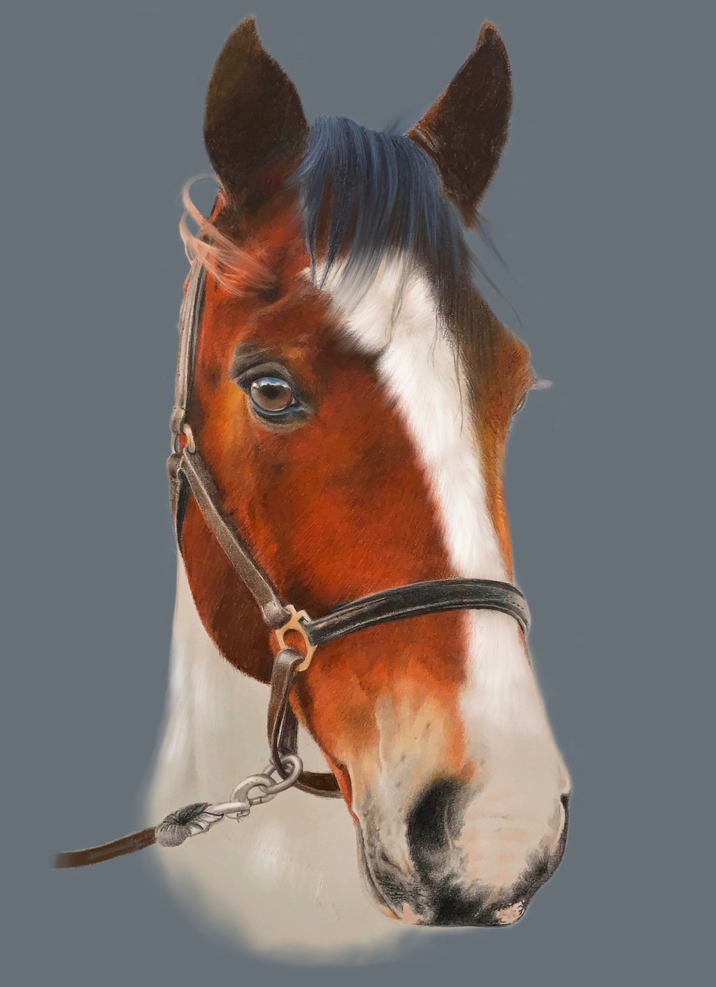 horse, show, tack, show tack, equestrian art horse portrait, 