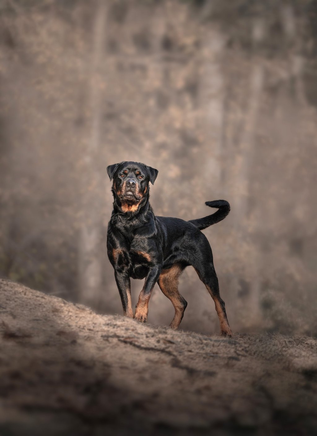 A majestic Rottweiler dog standing alert on a hill moody pet photography in wakefield