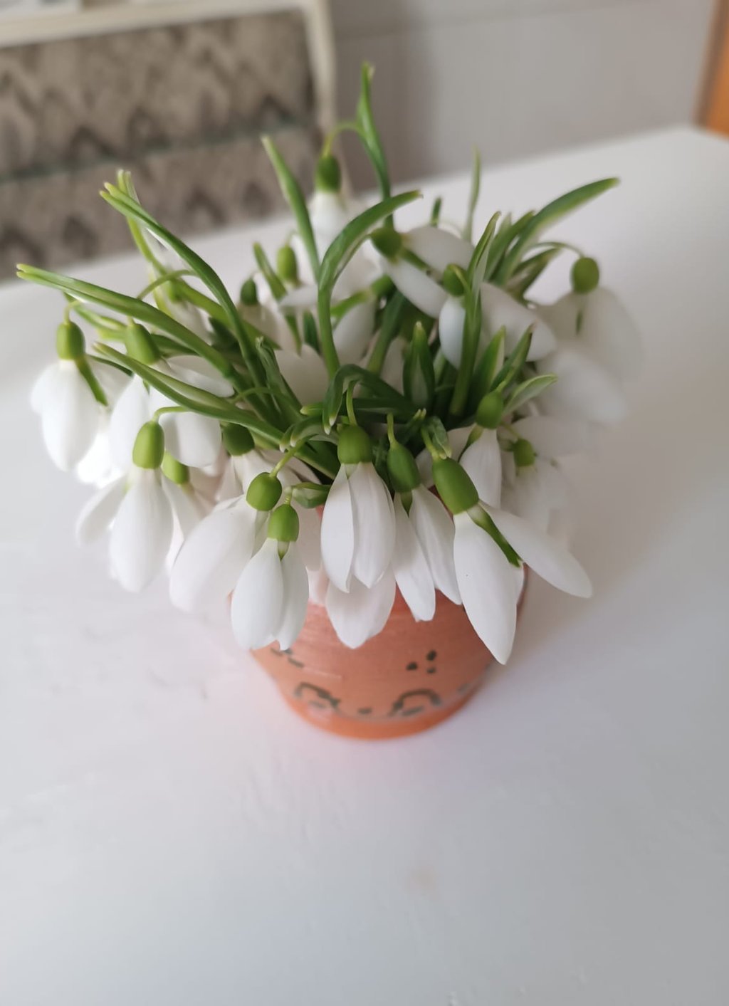 a potted flower on a table