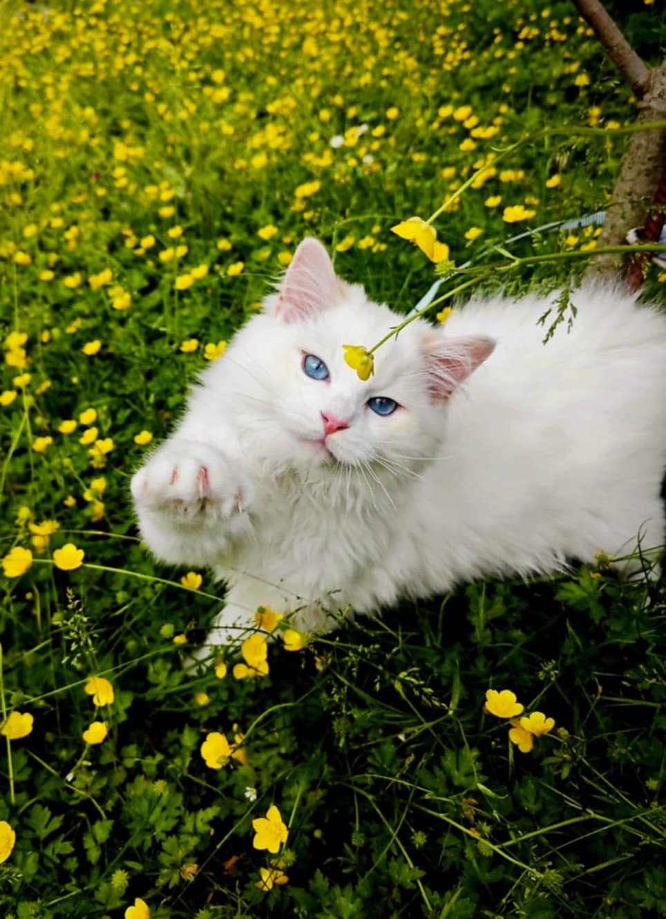 Arthur des Dolls de Mitilo