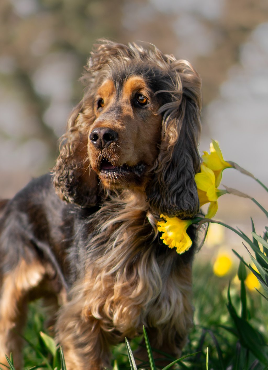 pet photography in Wakefield