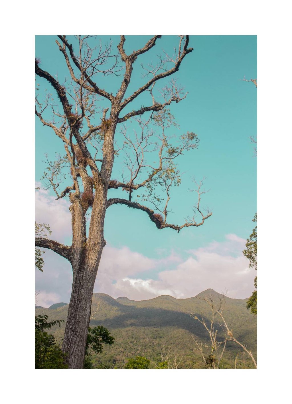 View of the El Ocote jungle mountain-sides under a turquoise blue sky on a Chiapas Birding adventure