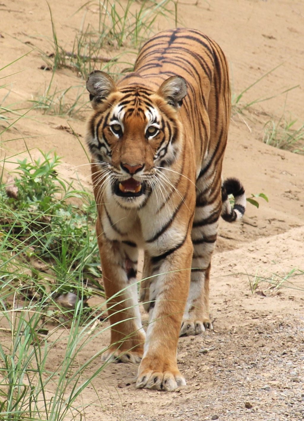Tiger in Bardia National Park