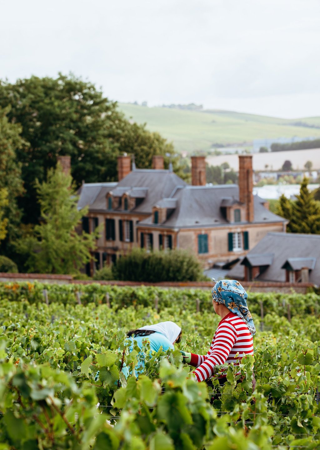 Chateau de la Marquetterie Taittinger