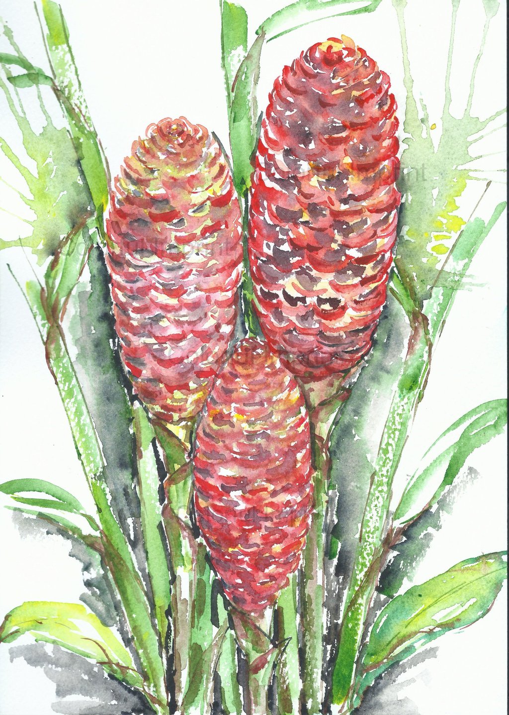 Botanical watercolor illustration of three red textured seed pods or beehive ginger flowers with vibrant green leaves.