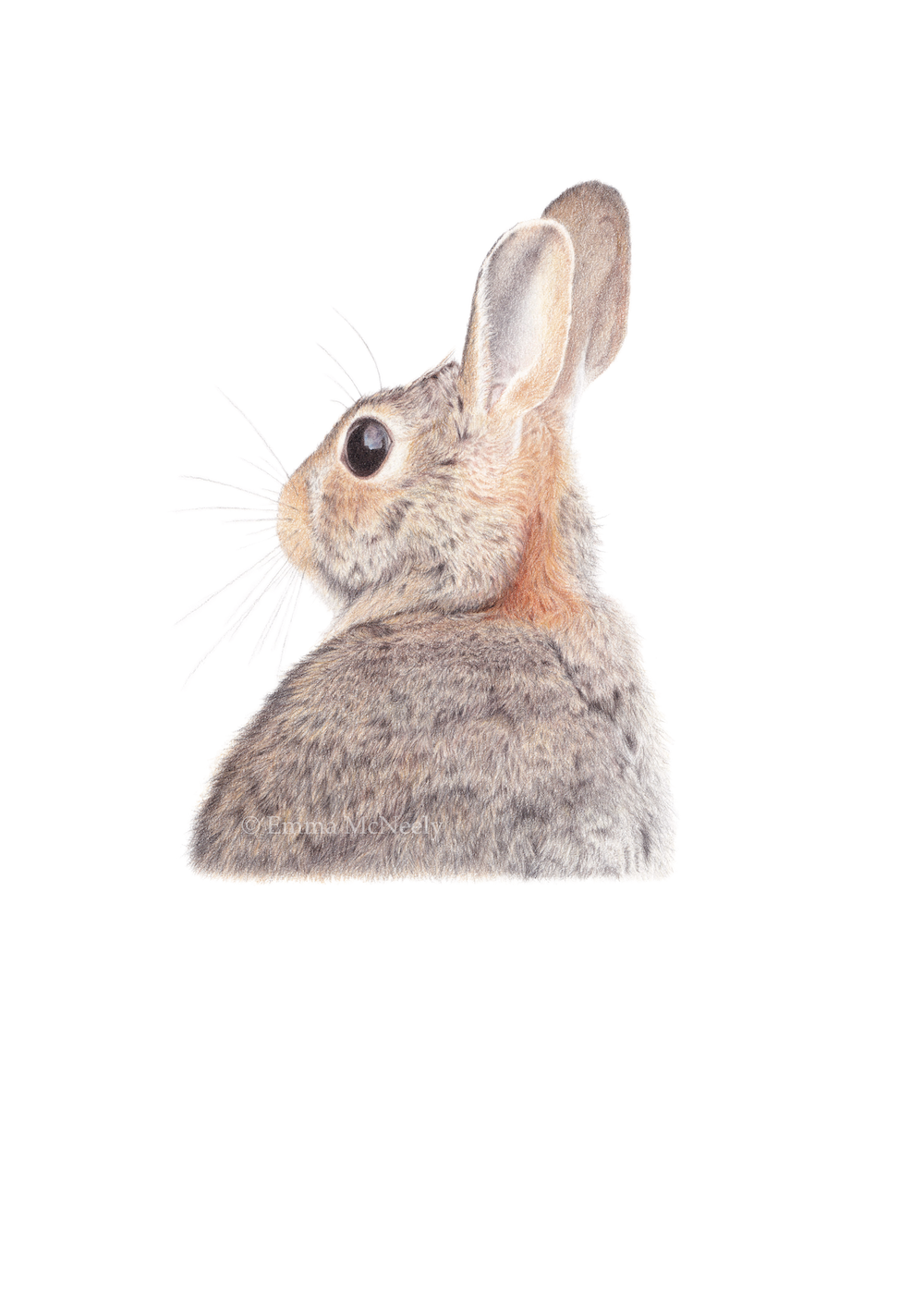 Rabbit wildlife portrait in colored pencil