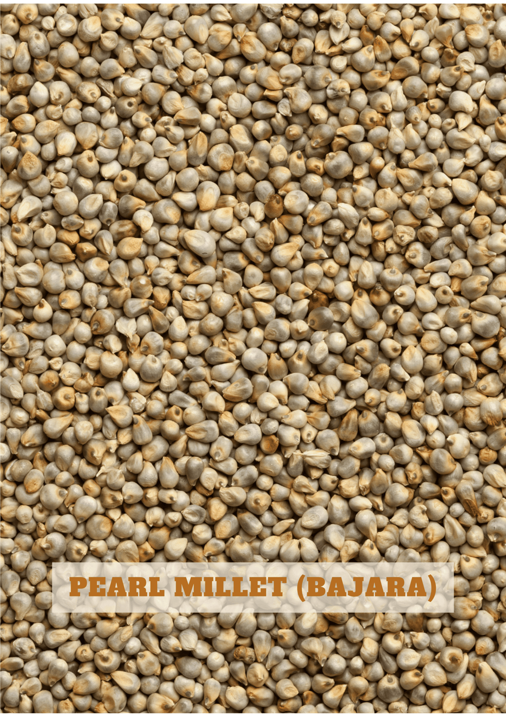 Pearl Millet: "Whole pearl millet grains, a nutritious staple grain grown in India"