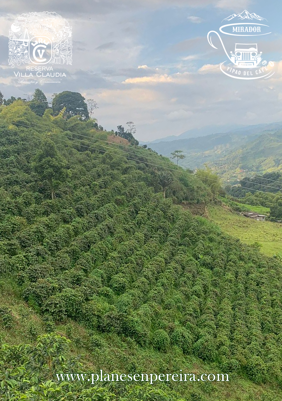 turismo en fincas caferteras