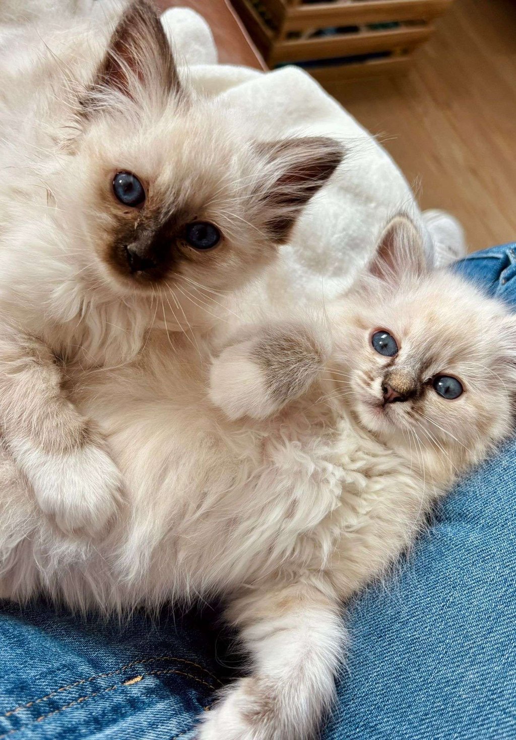 Sacré de Birmanie - chatons