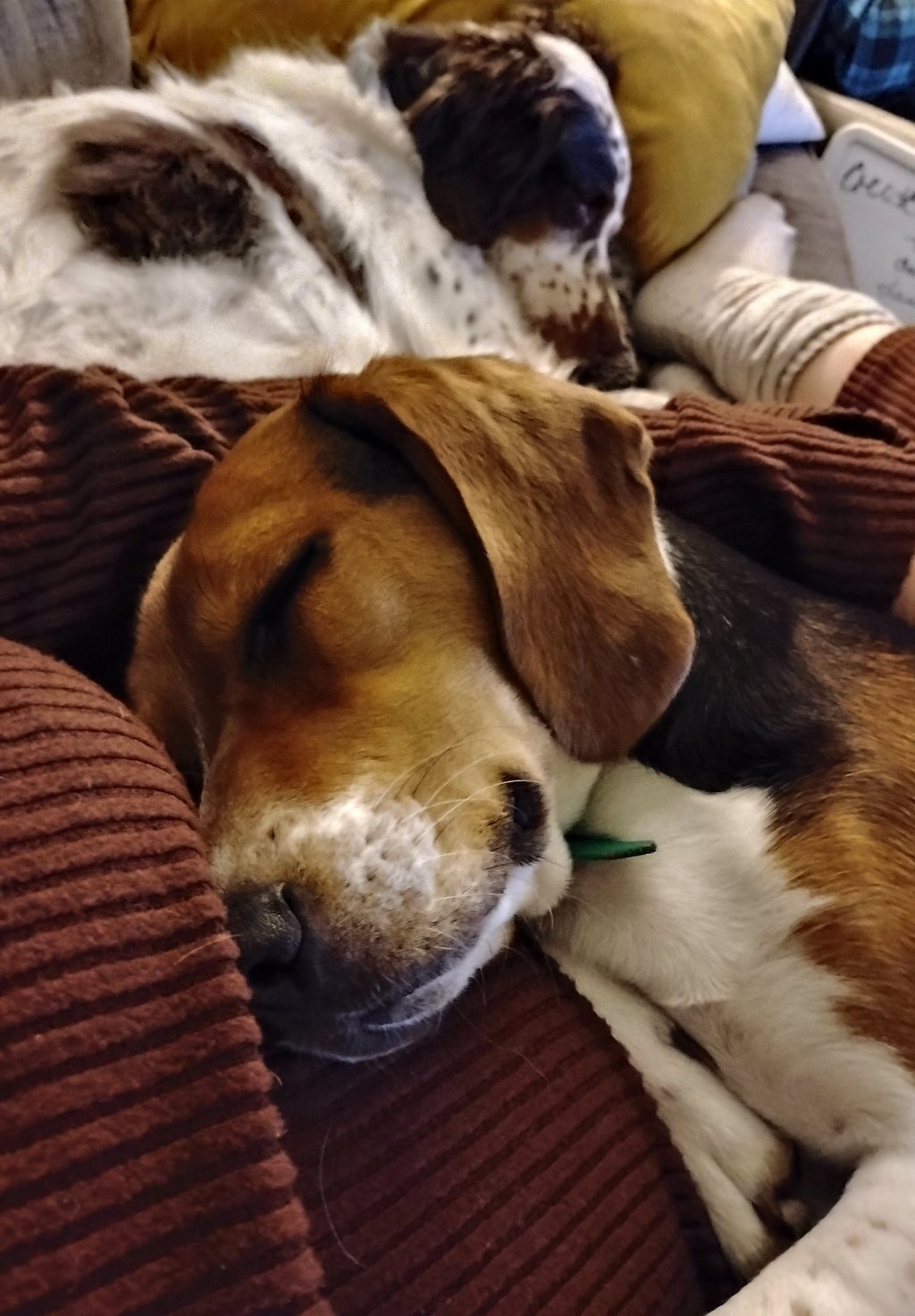 cuddles