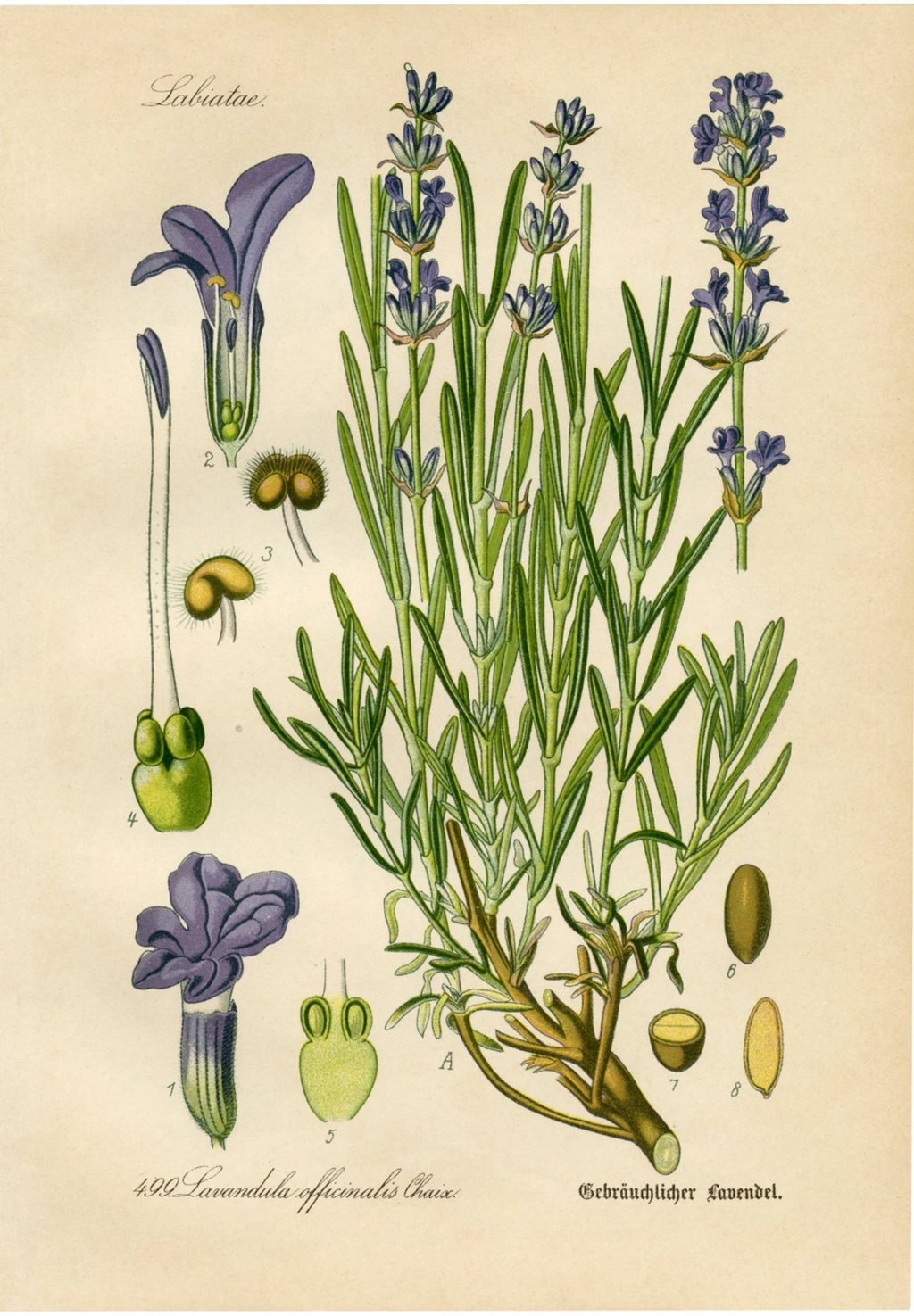 Diederich von Schlechtendal's German Flora (Flora von Deutschland), published by Jena, in 1871