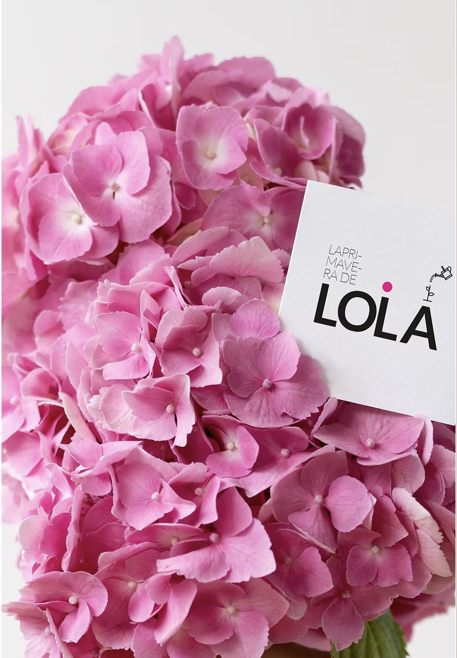 Hortensias rosas con tarjeta del logotipo La Primavera de Lola, diseño de logotipo en Las Palmas