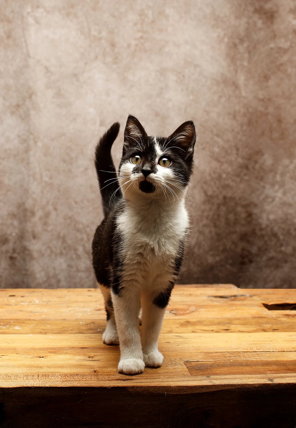 une photo d'un chat noir et blanc