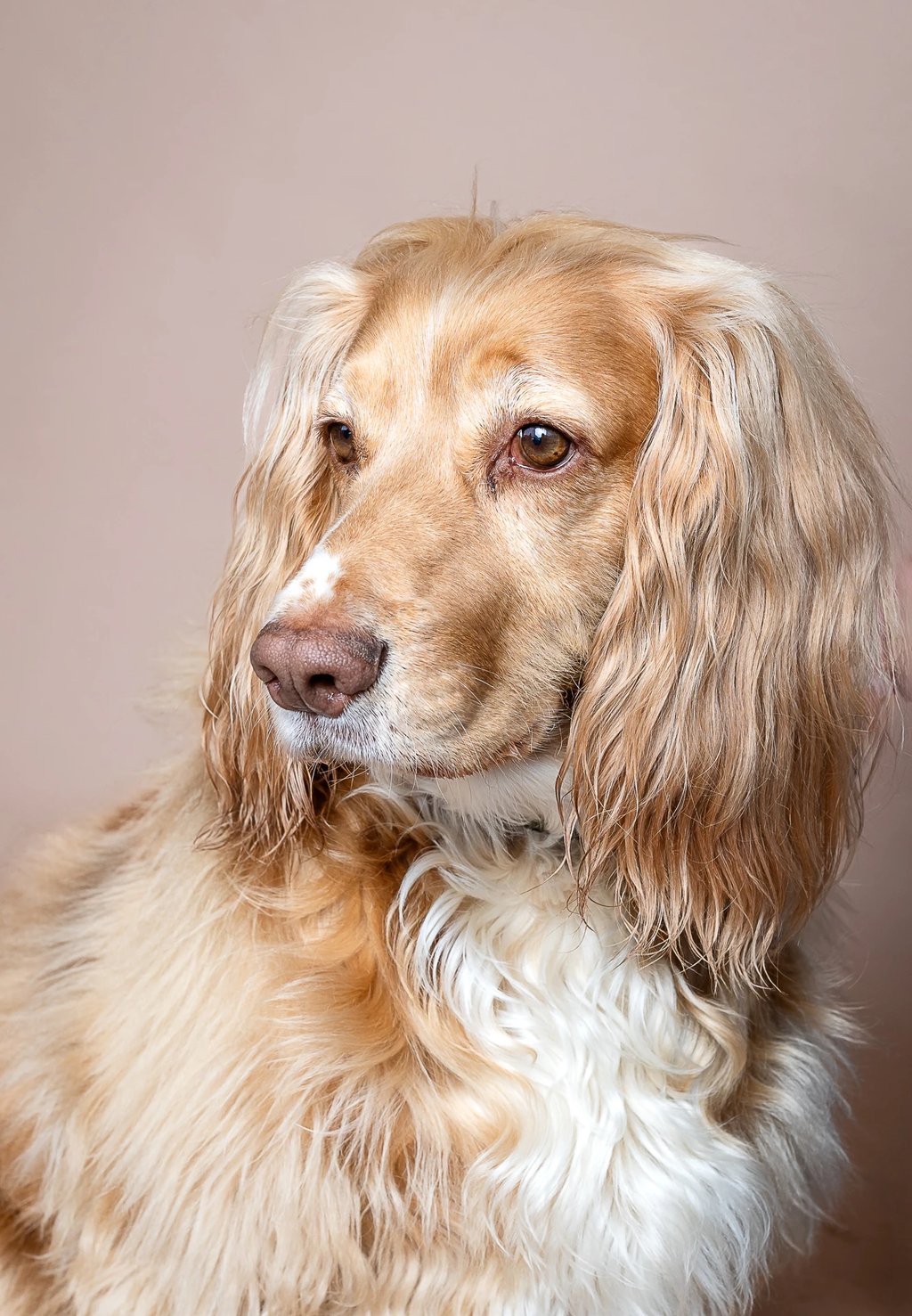 A golden cocker spaniel dog with long wavy ears and brown eyes looking sideways against a plain beige background.