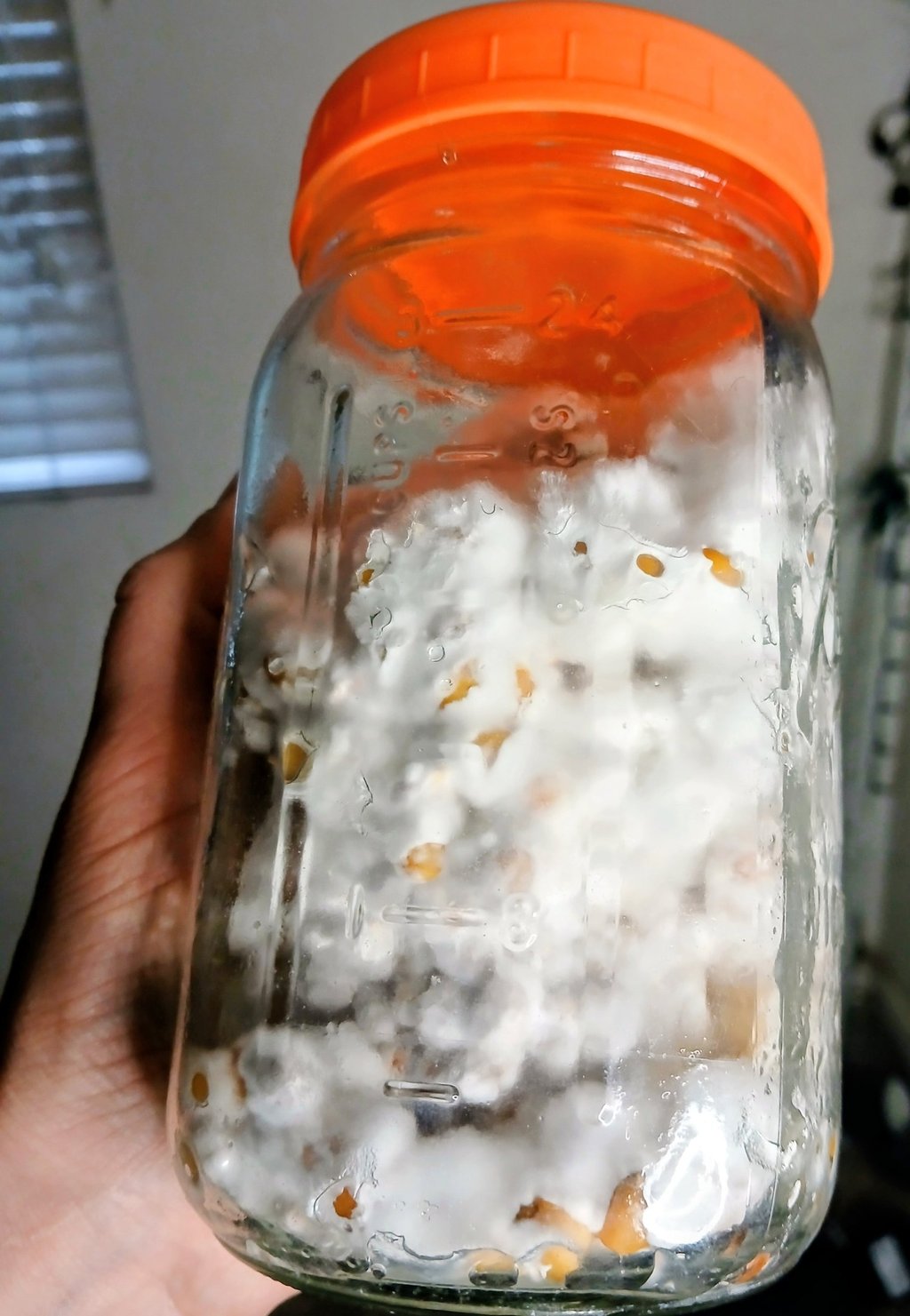Mushroom grain jar colonizing uneven from being shakin too late