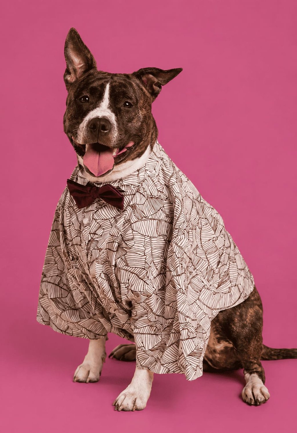 Perro pit bull terrier atigrado con camisa estampada.