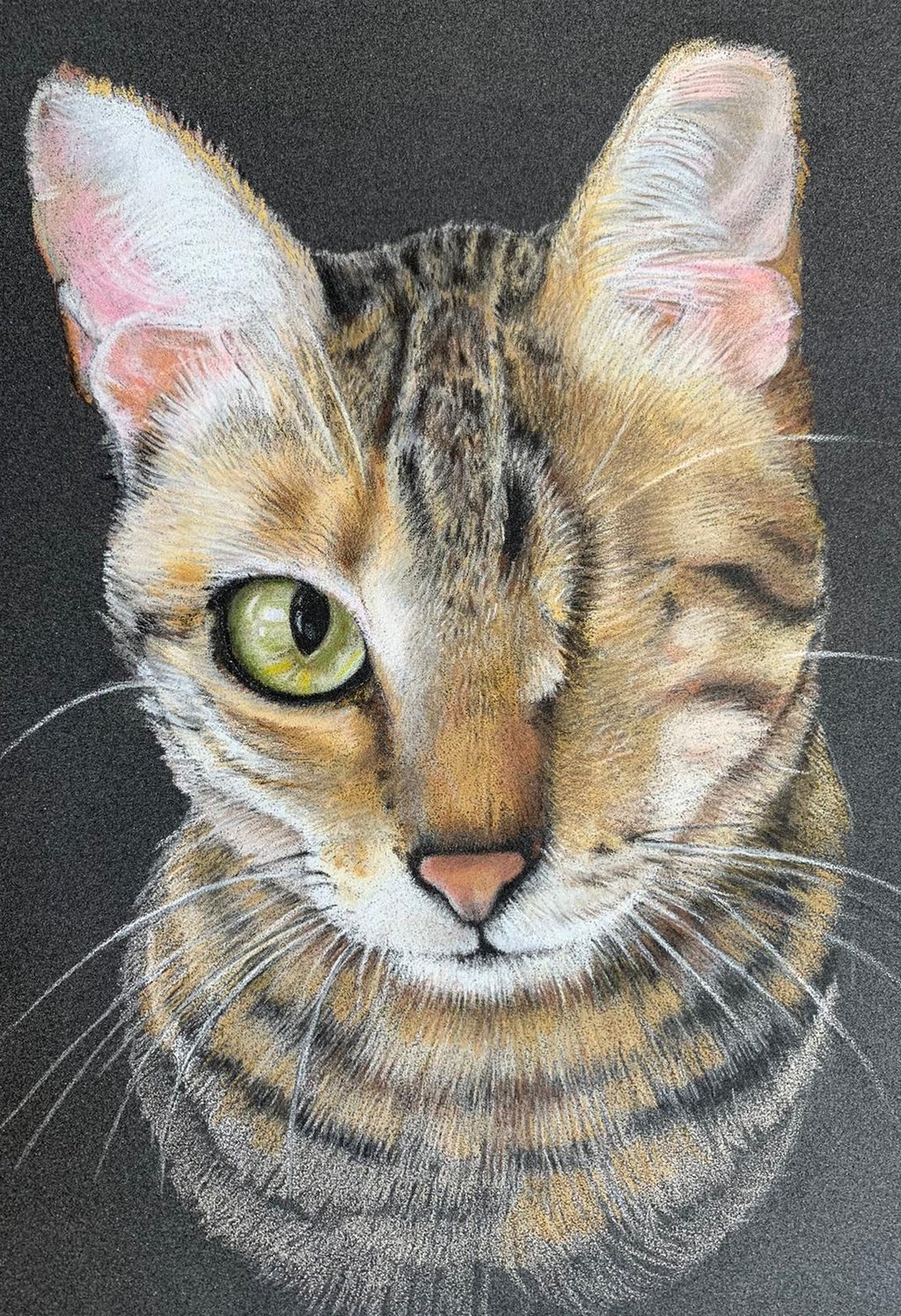 Rescue cat one eye TNR pet portrait beautiful kitten tabby bengal