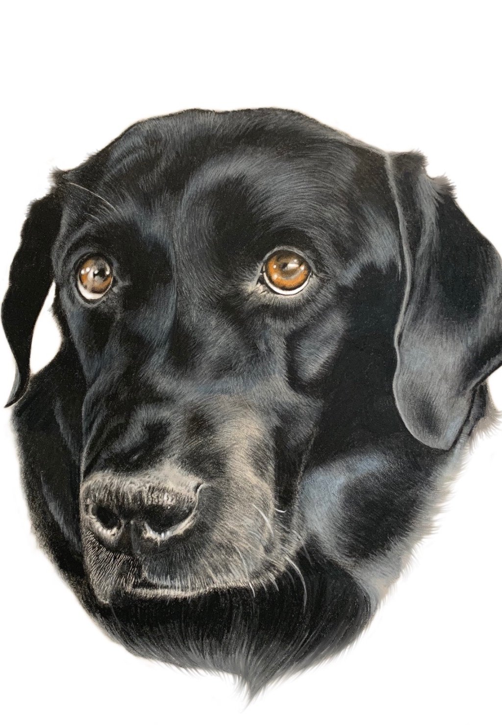 black lab Labrador dog pet portrait sad eyes beautiful dog