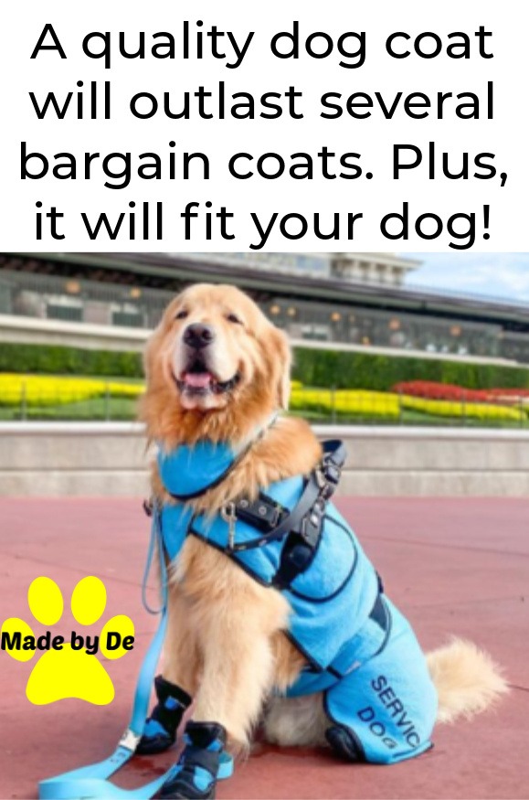 Golden retriever service dog wearing a custom blue dog coat and protective paws boots.