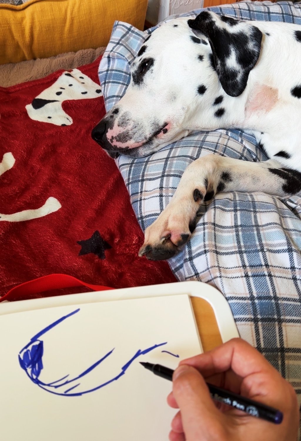 dalmatian is falling asleep. hand is drawing him.