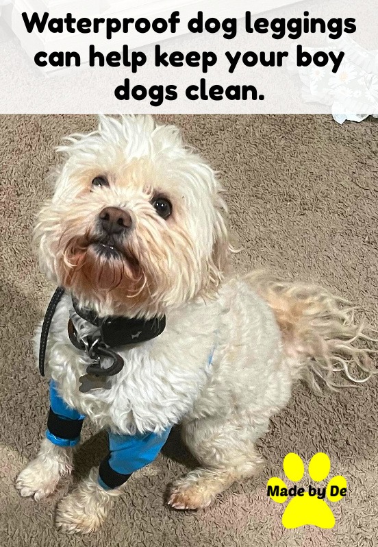 Small white fluffy dog wearing blue waterproof dog leggings to keep paws and fur clean.