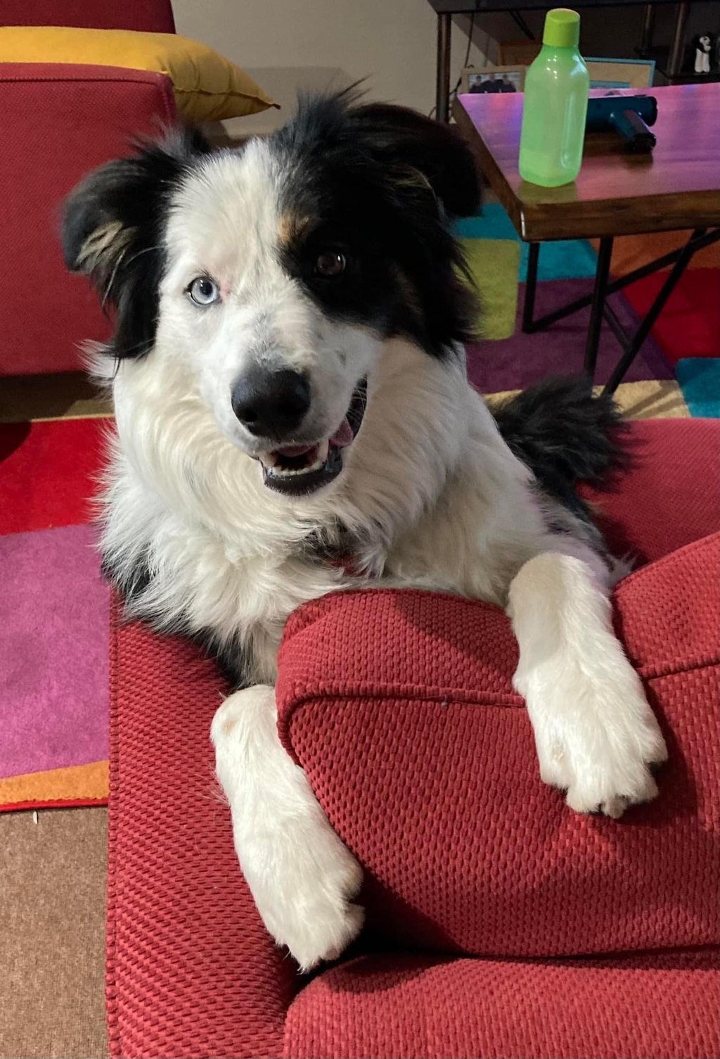 border collies in melbourne victoria 