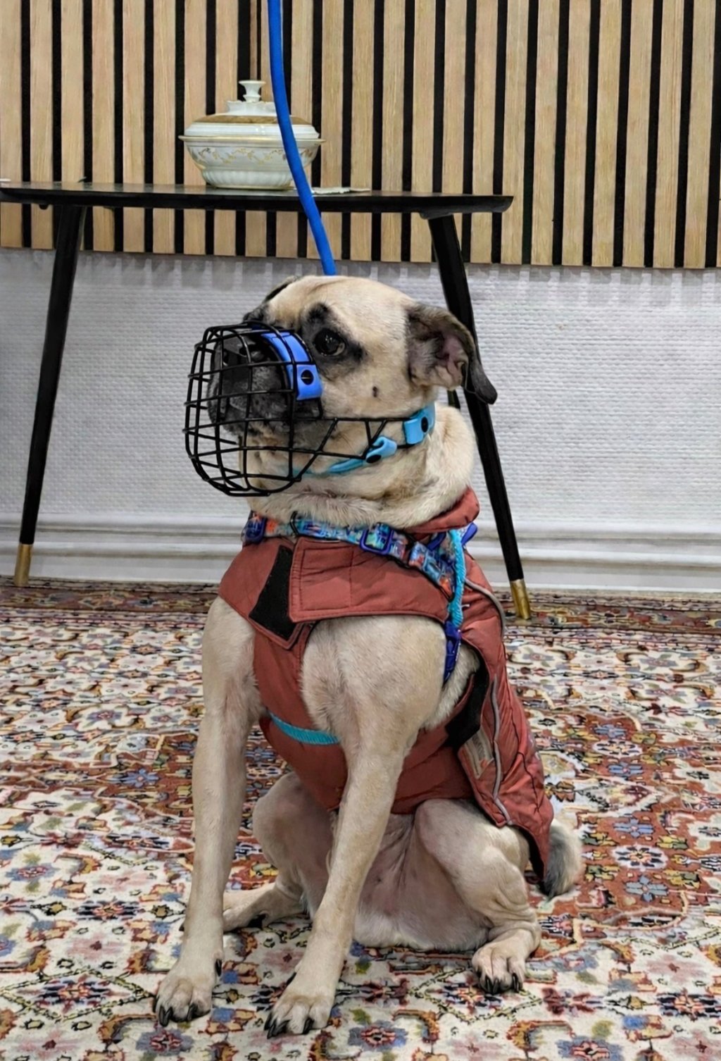 Hund mit individuell angefertigten Maulkorb