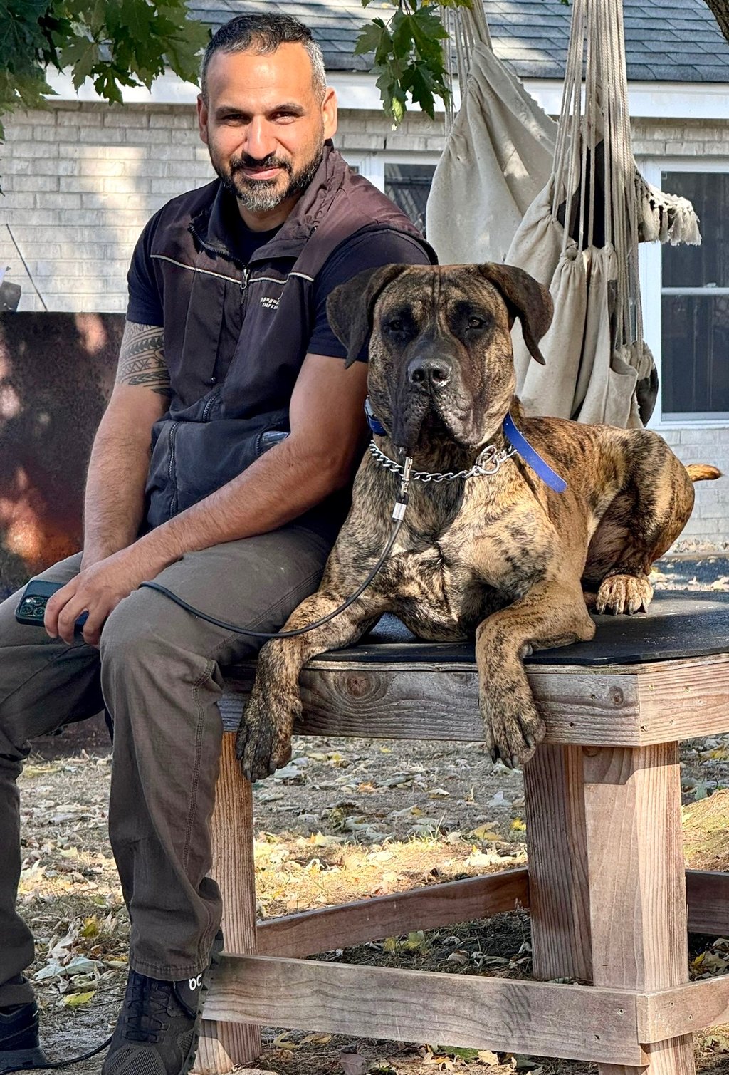 Dog trainer in Tampa sitting with a calm large brindle Presa Canario mastiff