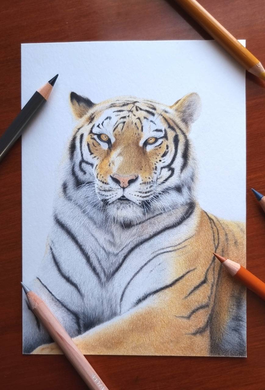 a colored pencil portrait of a tiger