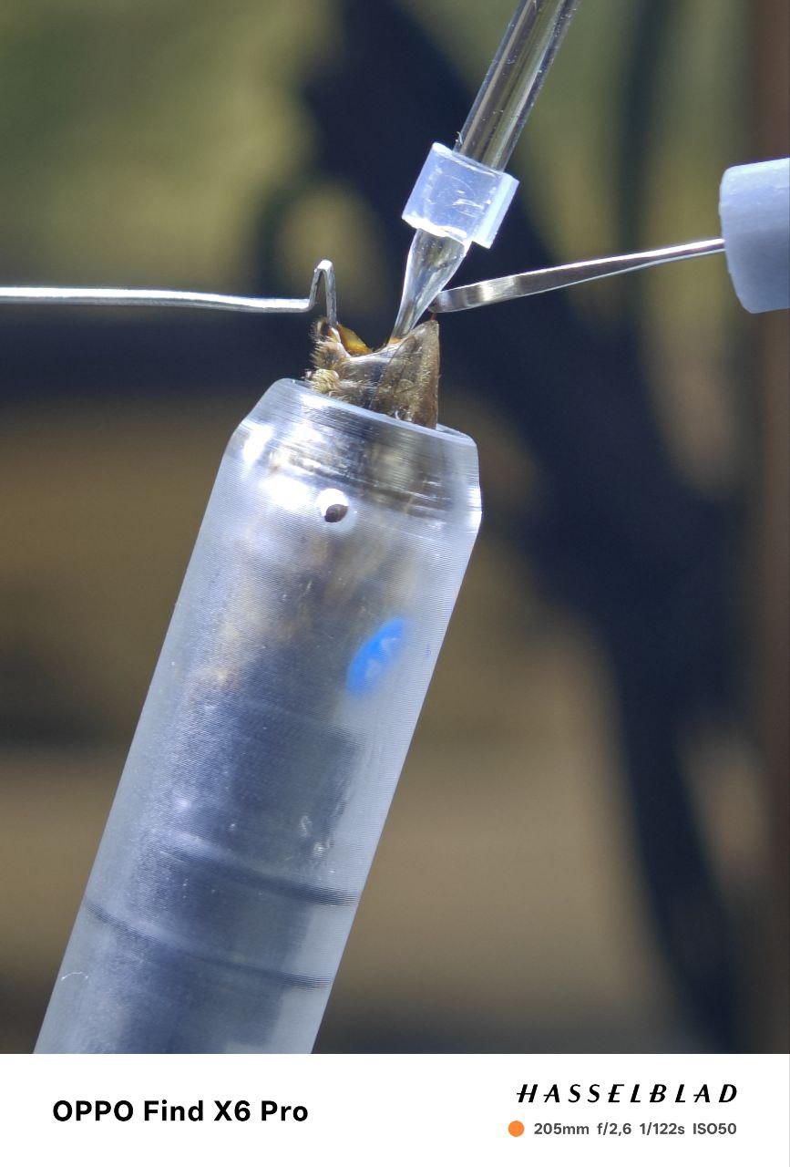 BeePolis. Apis Melifera Melifera. Black Forest Honey Bee. Native Black Bee. Artificial insemination