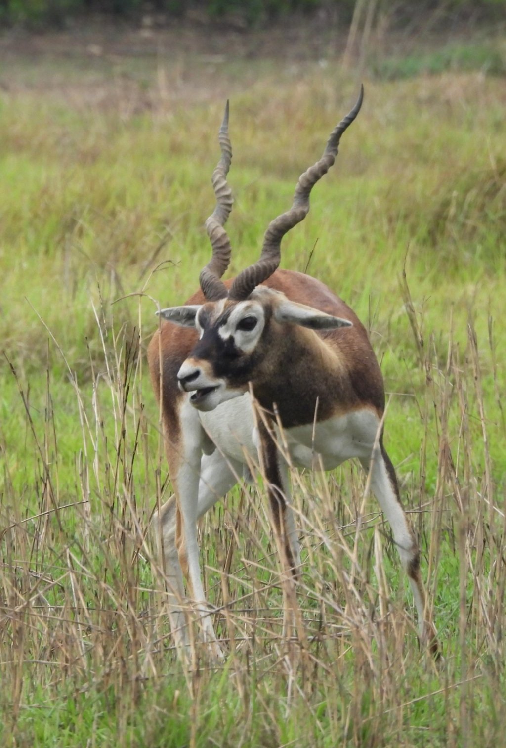 antilope de la réserve de Khairapur
