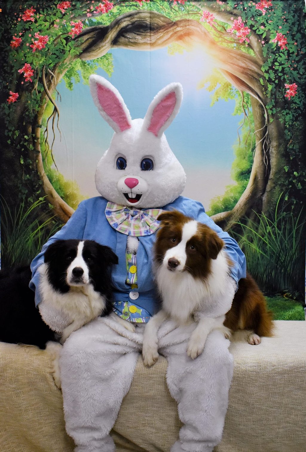 chocolate and black and white border collie 