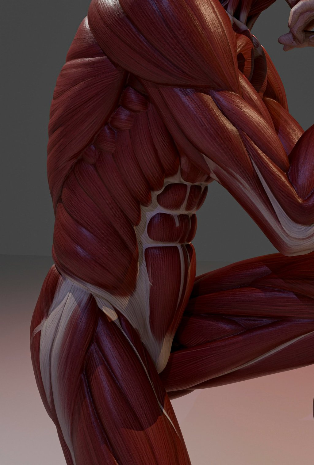 Representação do crescimento das fibras musculares após o treino