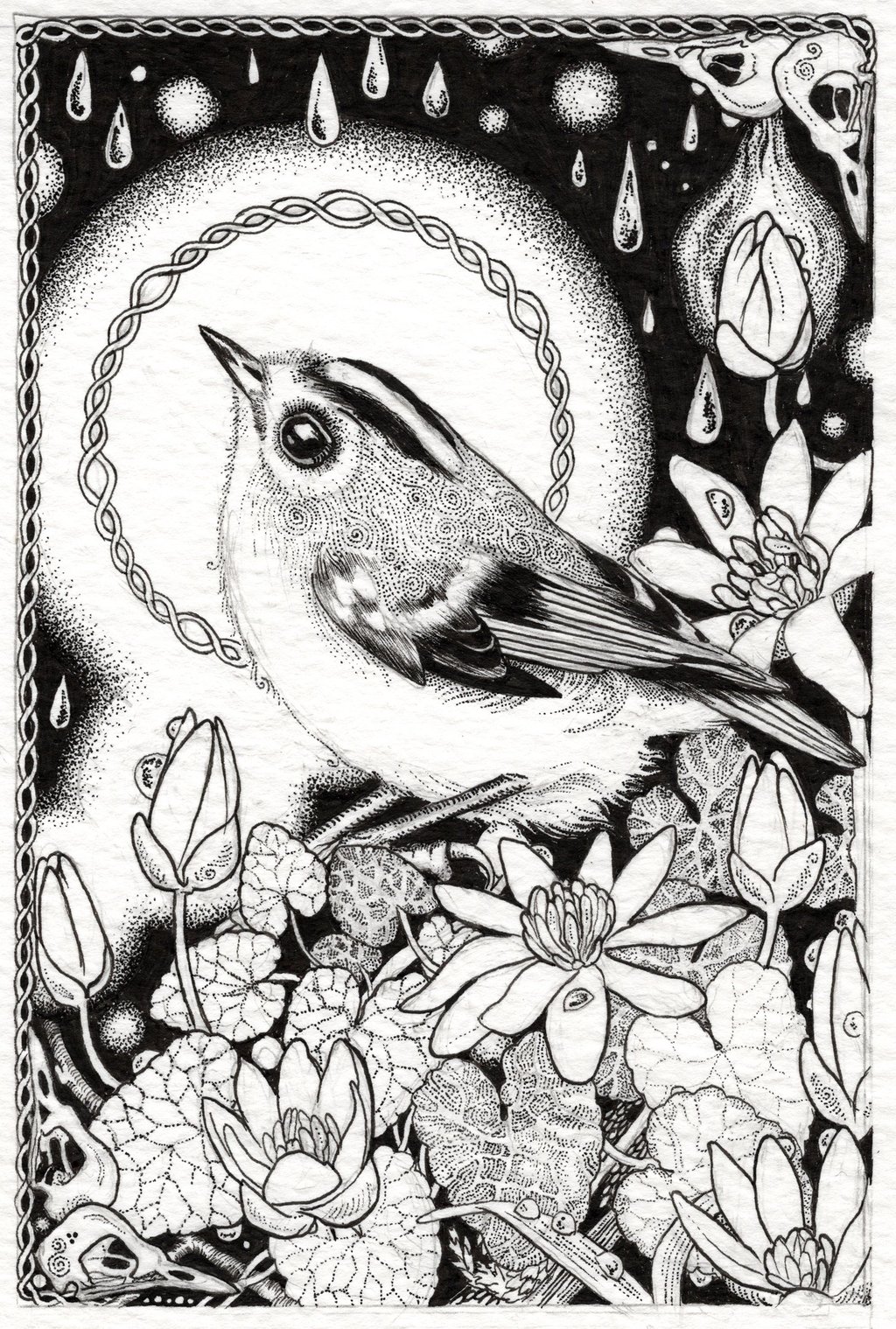 A black and white handdrawn celtic bird illustation by Mairéad Mc Guinness of Danu Fine Art