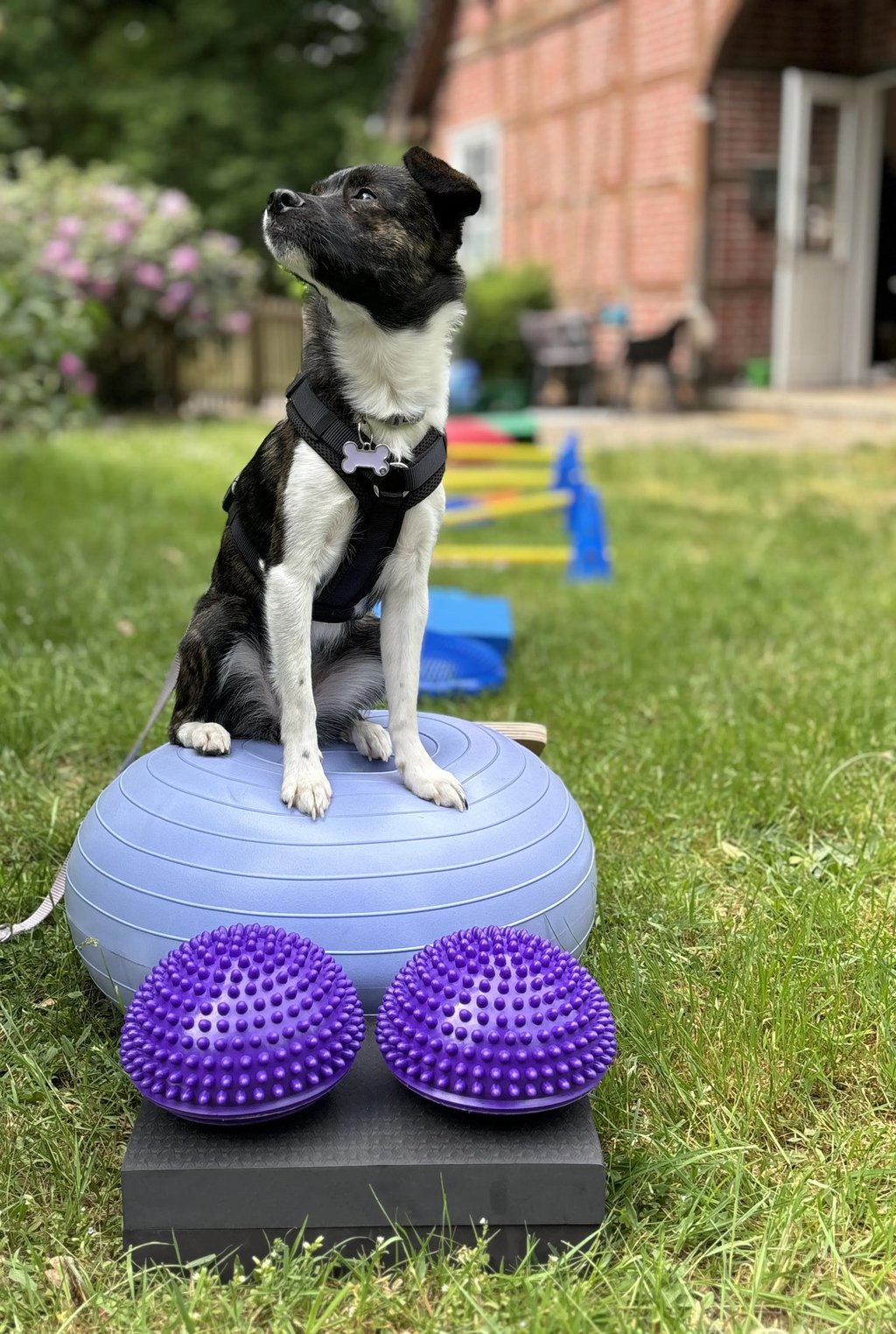 Hund bei aktiver Physiotherapie
