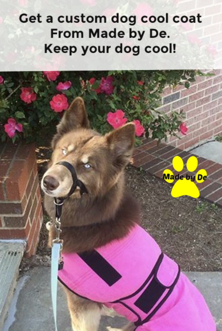 A brown dog wearing a custom pink dog cool coat from Made by De to stay cool in summer.