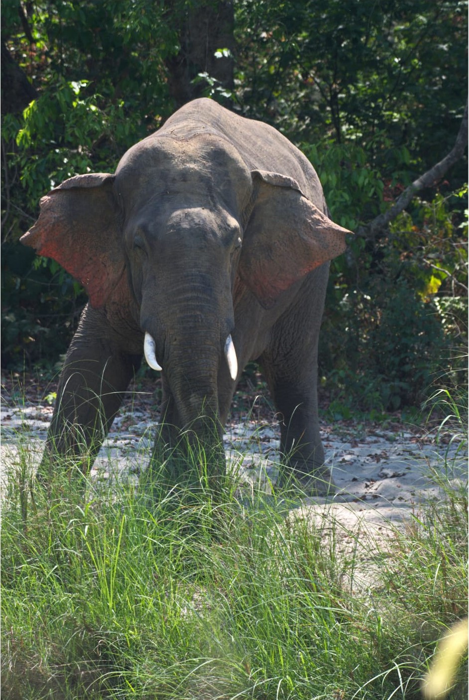 Elephant into Bardiya National Park