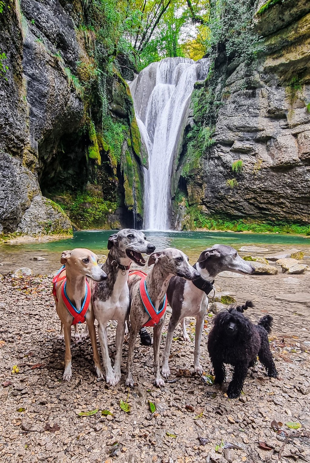 Chiens devant une cascade