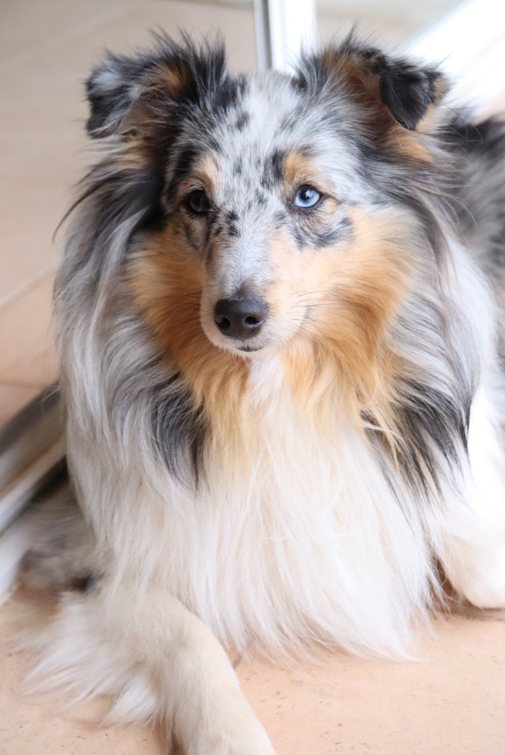 Pastor de las islas de shetland, Maravryan shelties, Shelties de Maravryan, Shetland sheepdog