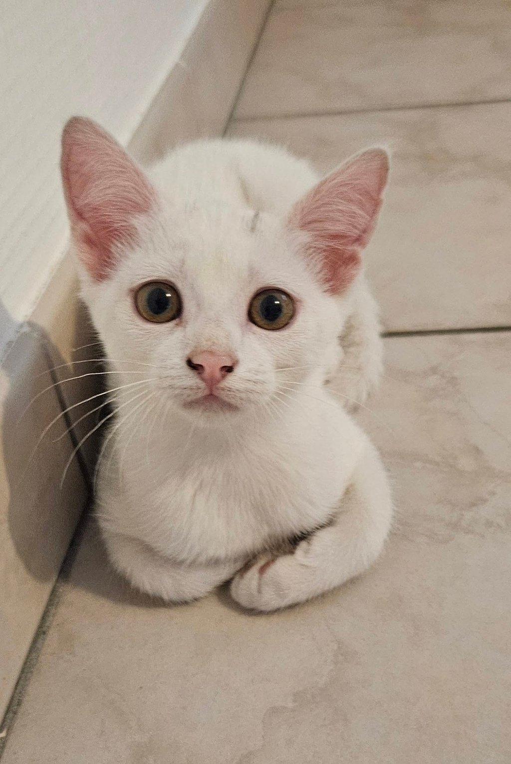 Adoption chaton AZUR-1