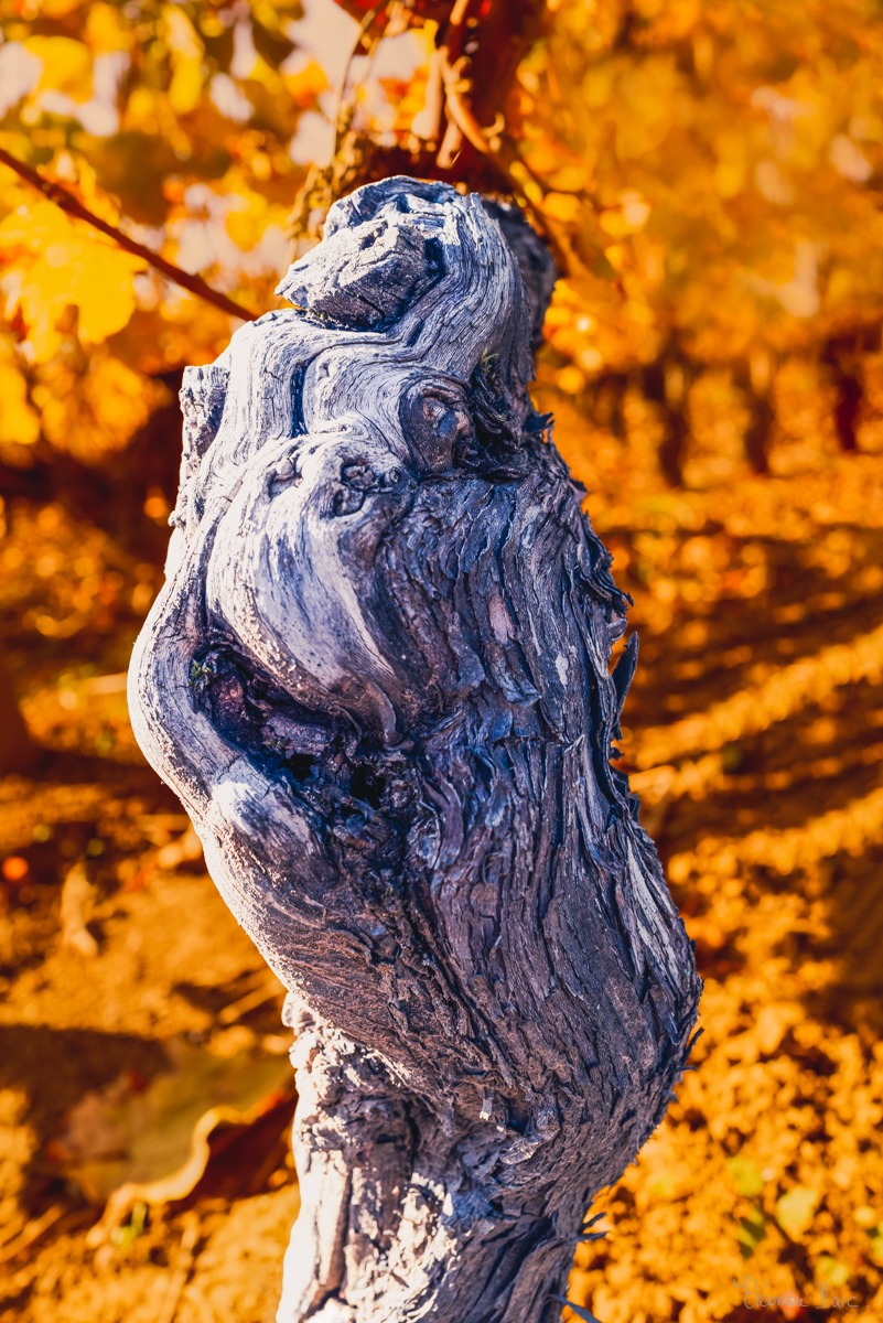 Vieille vigne dressée comme un personnage, photographie artistique colorée.