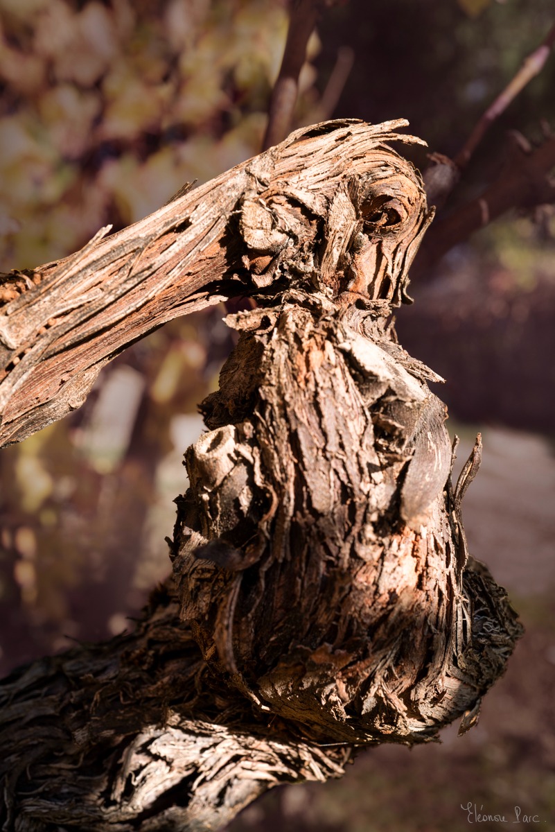 Vieille vigne torsadée en mouvement, photographie de vignes.