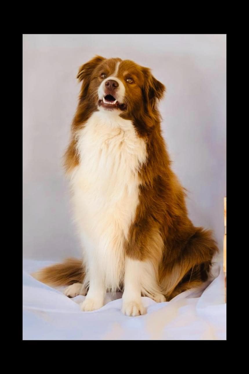 french bloodlines chocolate and white border collie stud dog 