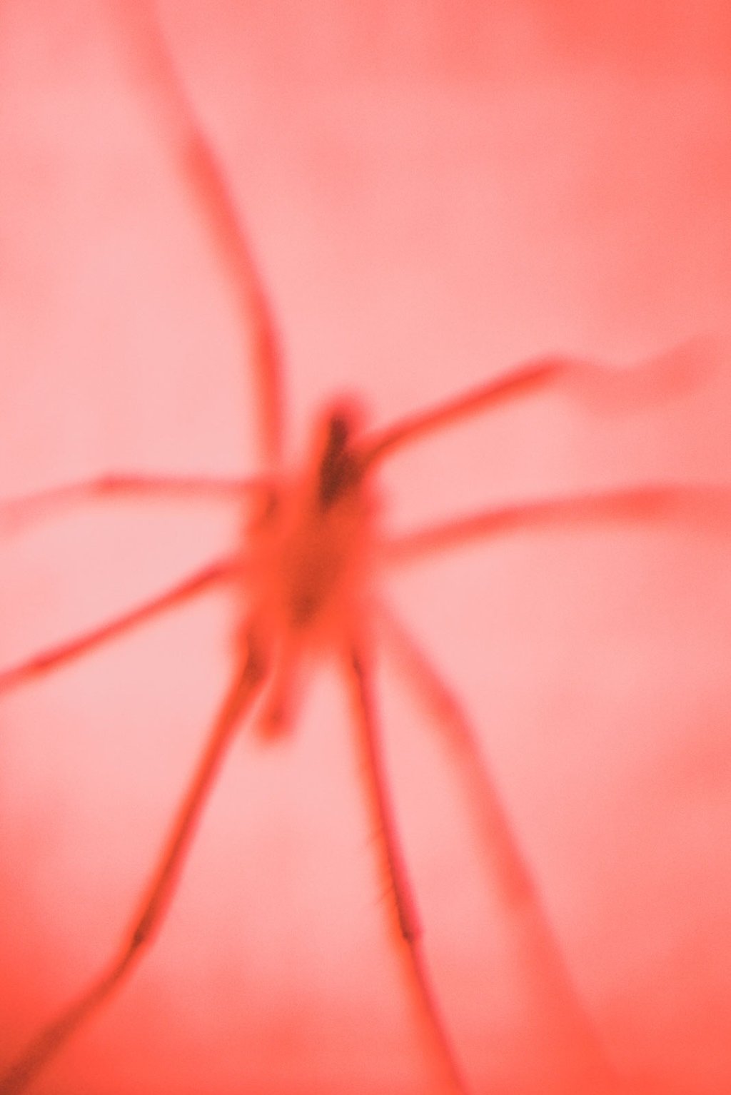 fotografia borrosa de una araña