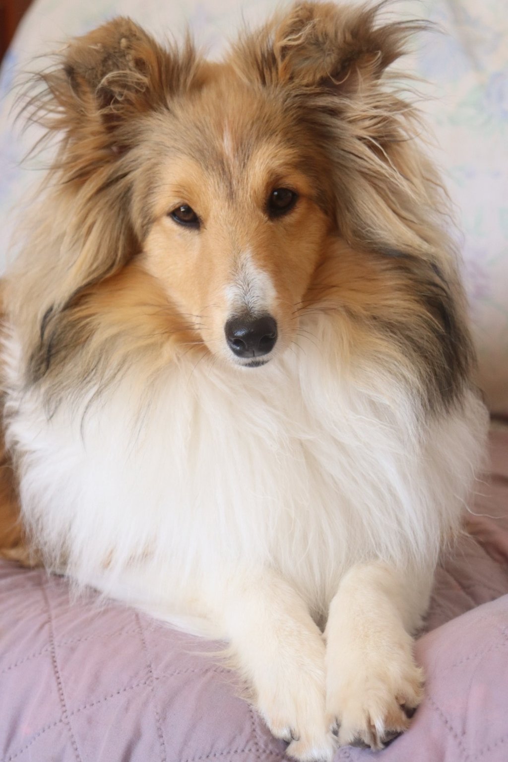 Pastor de las islas de shetland, Maravryan shelties, Shelties de Maravryan, Shetland sheepdog