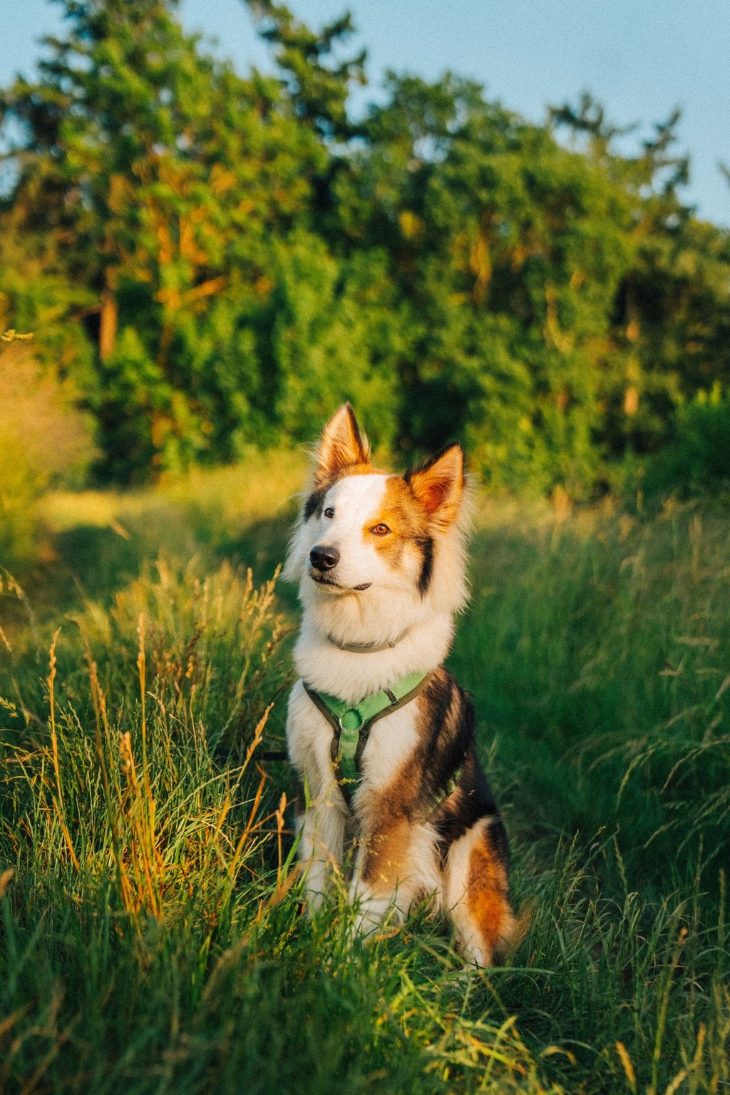 Hund sitzt entspannt im Gras – Startbild der mobilen Hundeschule Takoda