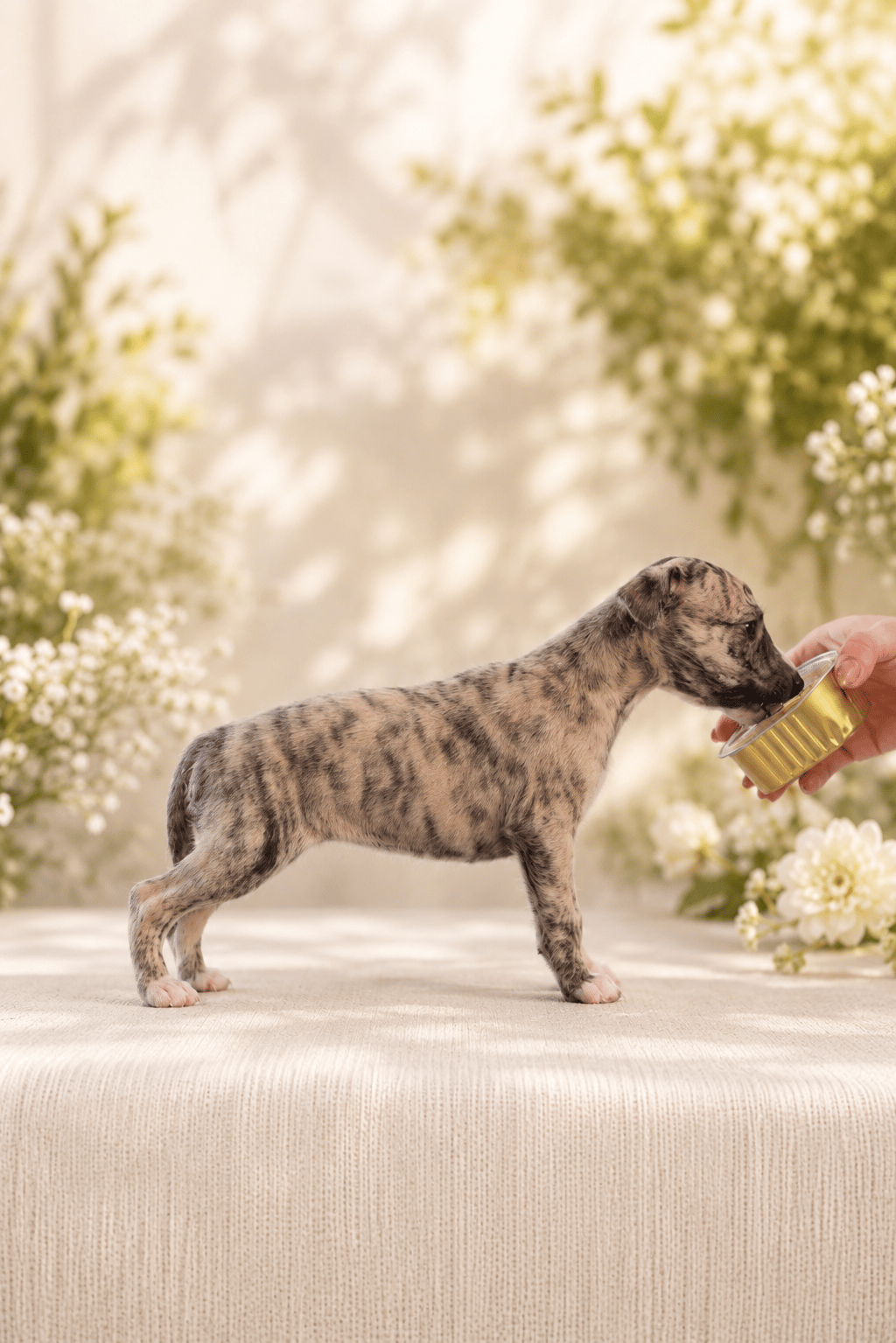 femelle whippet des rives de riss