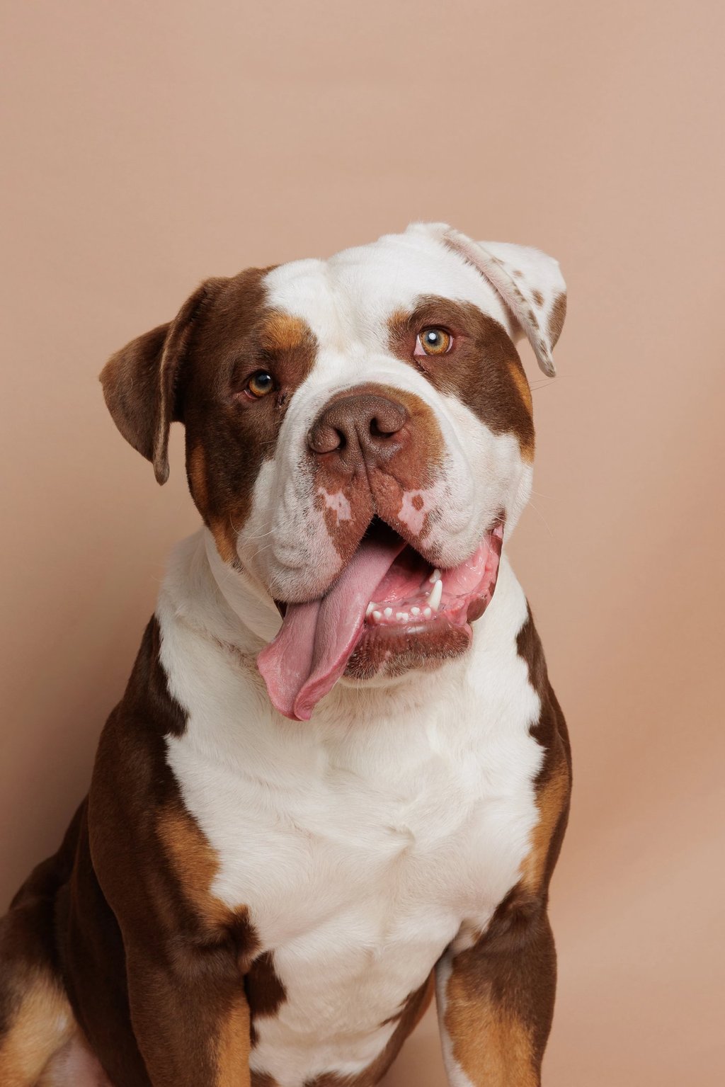 A brown and white American Bulldog sitting against a tan background with its tongue out.